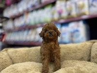 Toy Poodle Dişi Yavrumuz Teacup
