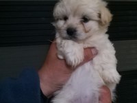 Mini Boy Maltipoo Bebekler