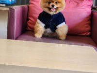 A Kalite Ayı Surat Pomeranian Boo