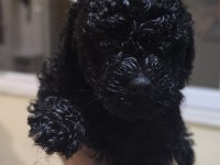 BEBEK KÖPEKLERİM SİZ YENİ AİLESİYLE TANIŞMAYA HAZIR