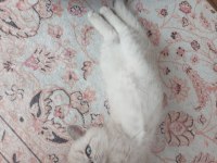 2.5 Aylık British Shorthair Lynx Point