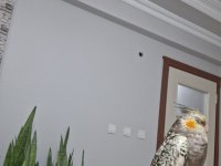 Full Evcil Sultan Papağanı