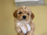 Yumoş Yumoş Maltipoo Şirinler Yuvalarını Arıyor