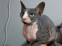 Scrli Sfenks