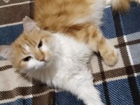 Prenses gibi bir sarman kıza yuva olmak ister misiniz