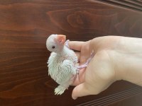 Bebek Pakistan Papağanı Yavruları