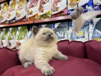 British Shorthair Bluepoınt Yavruları