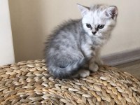 Safkan yavrular british shorthair