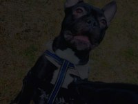 Erkek french bulldog