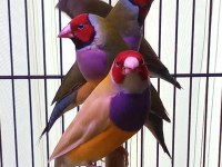Gouldian Finch (Gökkuşağı İspinozu)