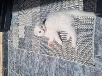 2 aylık dişi scottish fold