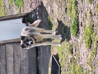 Türk akita