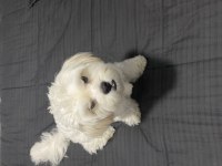 Maltese Terrier 8 Aylık