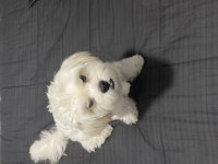 Maltese Terrier 8 aylık