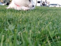 Yakışıklısın dan erkek samoyed