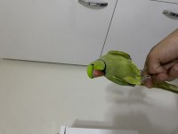 Oyun Hamuru Osman Jumbo Boy Pakistan Papağanı