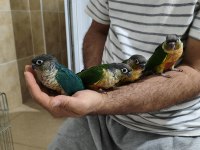 Bebek konur papağanı