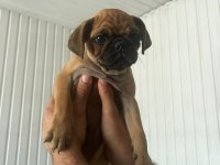 Pug Yavru Üsküdar
