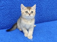 Black Golden Güzellik Teslime Hazır