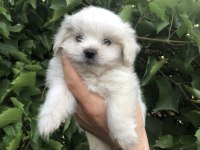 Son Kalan Birinci Sınıf Maltese Terrier Yavrumuz