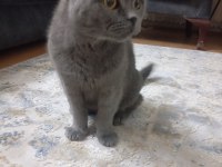 7 aylık british shorthair