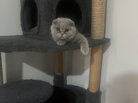 Gri scottish fold prenses