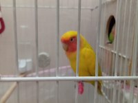 Kafes ile birlikte çift sevda papağanları