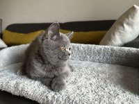 Gri British shorthair cinsi yavrumuza yuva arıyoruz