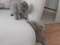 2 haftalık british longhair yavru