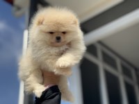 Çok özel tea cup pomeranian yavrular ziyarete açık