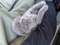 2 aylık erkek yavru scottish fold kırık kulak