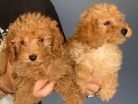 Burkem Ailesinden Muhteşem Poodle Yavruları