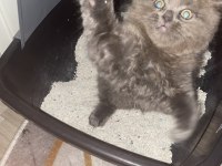 Tek scottish fold yavrumuz
