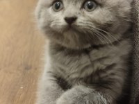 British ve Scottish Fold Yavrular Yeni Yuvalarını Arıyor