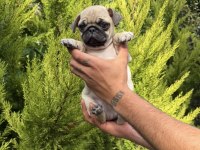 Mini pug yavrumuz