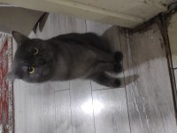 Çok çok sakin sevimli Heram british shorthair