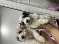 Orijinal Morkie yavrularımız