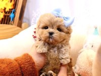 2 Aylık Sevimli Maltipoo Yavrular – Aile Ortamında