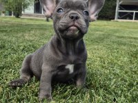 Blue French Bulldog Yavruları İstanbul 