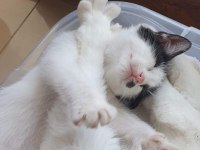Sımsıcak yüreği olan bir dişi smokin kedi