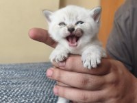 british shorthair son kalan yavrularımız
