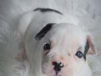 French Bulldog yavrularımız
