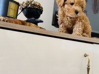 ORJİNAL MİNİ BOY MALTİPOO SÜS KÖPEĞİ