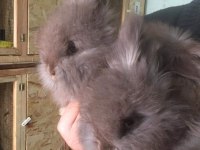 ANGORA TAVŞANI