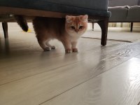 Ny12 golden british shorthair
