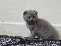 British shorthair ve scottish fold