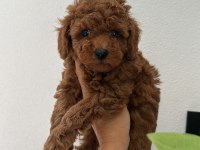 Show kalite Kore toy poodle