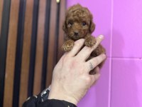 Toy poodle kendi köpeğimizin bebekleri UYGUN