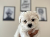 Ruhsatlı üretim çiftliğinden tea cup Maltese Terrier