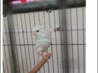 2 yaşında güzel nazik ötümlü erkek kanarya